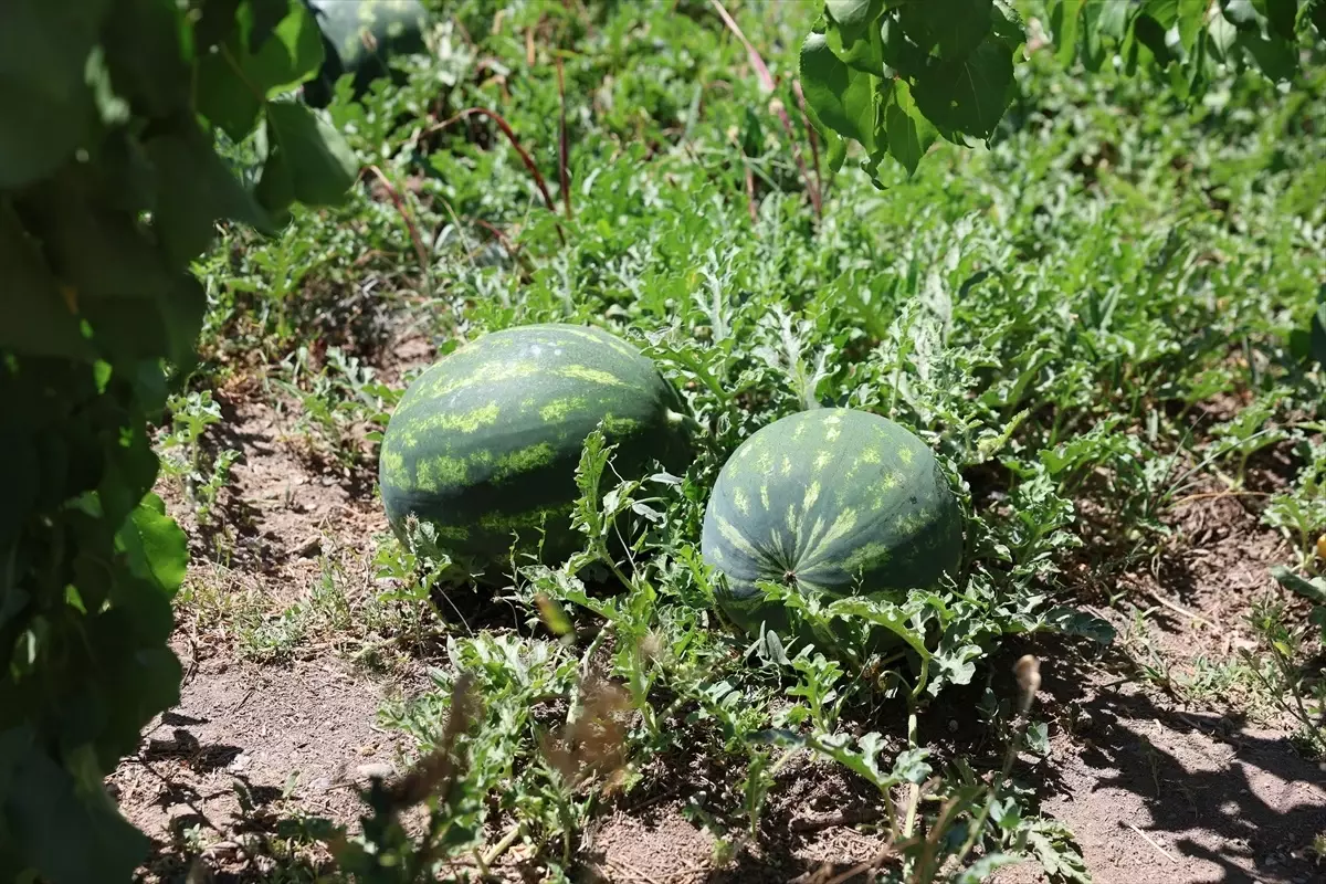 Iğdır'da Karpuz Hasadı Başladı