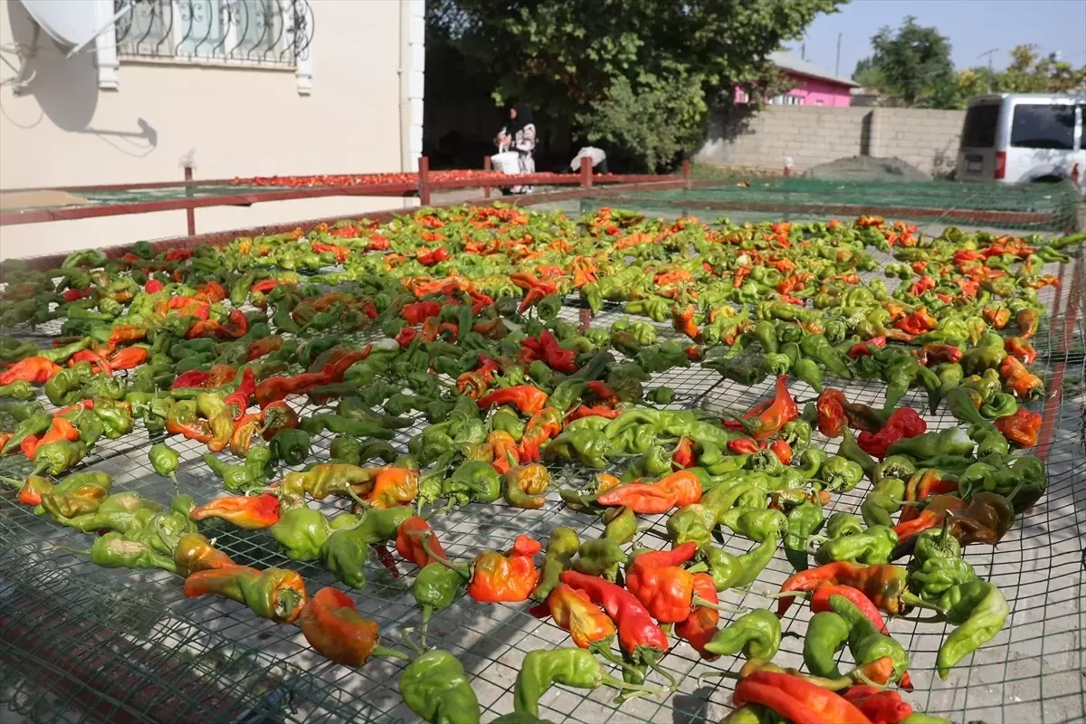 Iğdır'da Kadın Çiftçiler, Kurutma Makineleriyle Kazançlarını Artırıyor