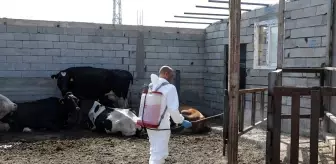 Iğdır'da Şap Hastalığına Karşı Aşılamada Yüzde 85 Başarı