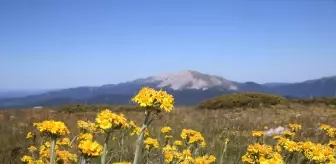 Ilgaz Dağı'nda Bahar Güzellikleri Yaşanıyor