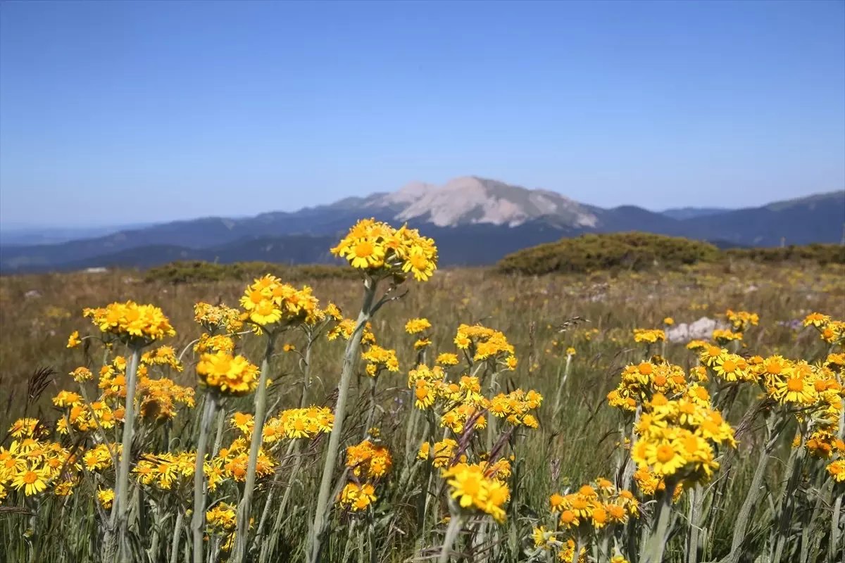 Ilgaz Dağı'nda Bahar Güzellikleri Yaşanıyor