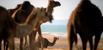 Keşm Adası'nda Develere Deniz Banyosu Geleneği