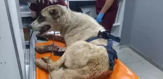 İslahiye'de Vurulmuş Sahipsiz Köpek Tedavi Altına Alındı