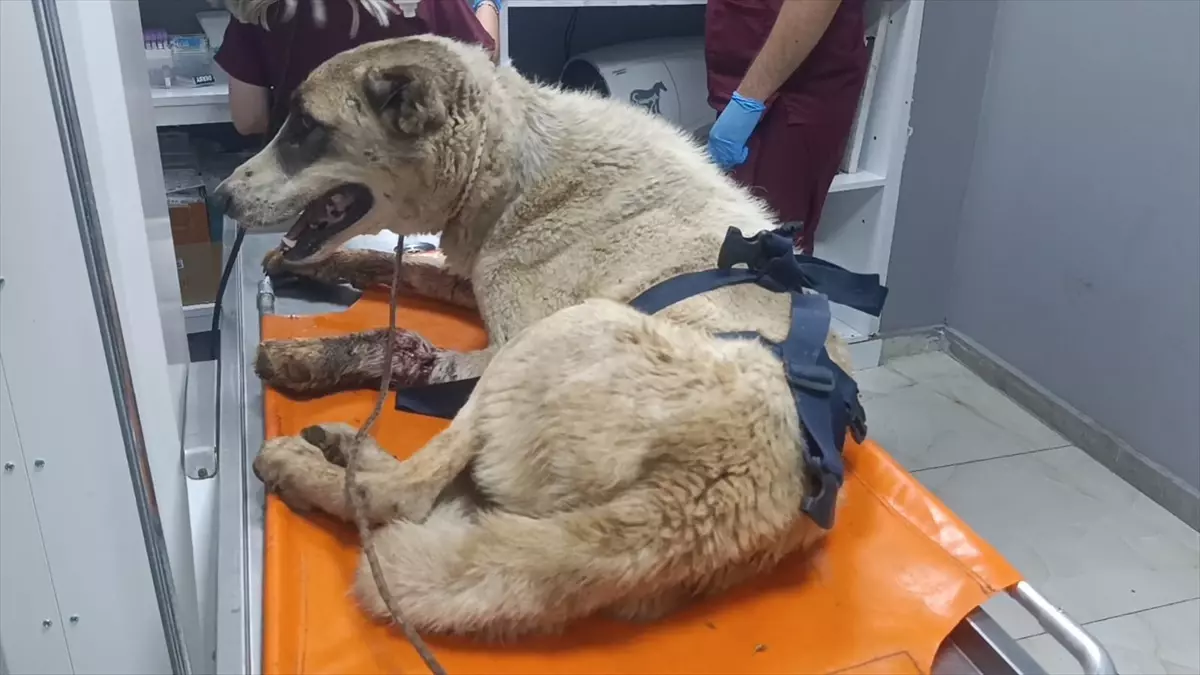 İslahiye'de Vurulmuş Sahipsiz Köpek Tedavi Altına Alındı