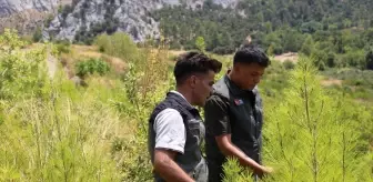 Isparta'da Yangın Sonrası Ormanlar Yeniden Yeşeriyor