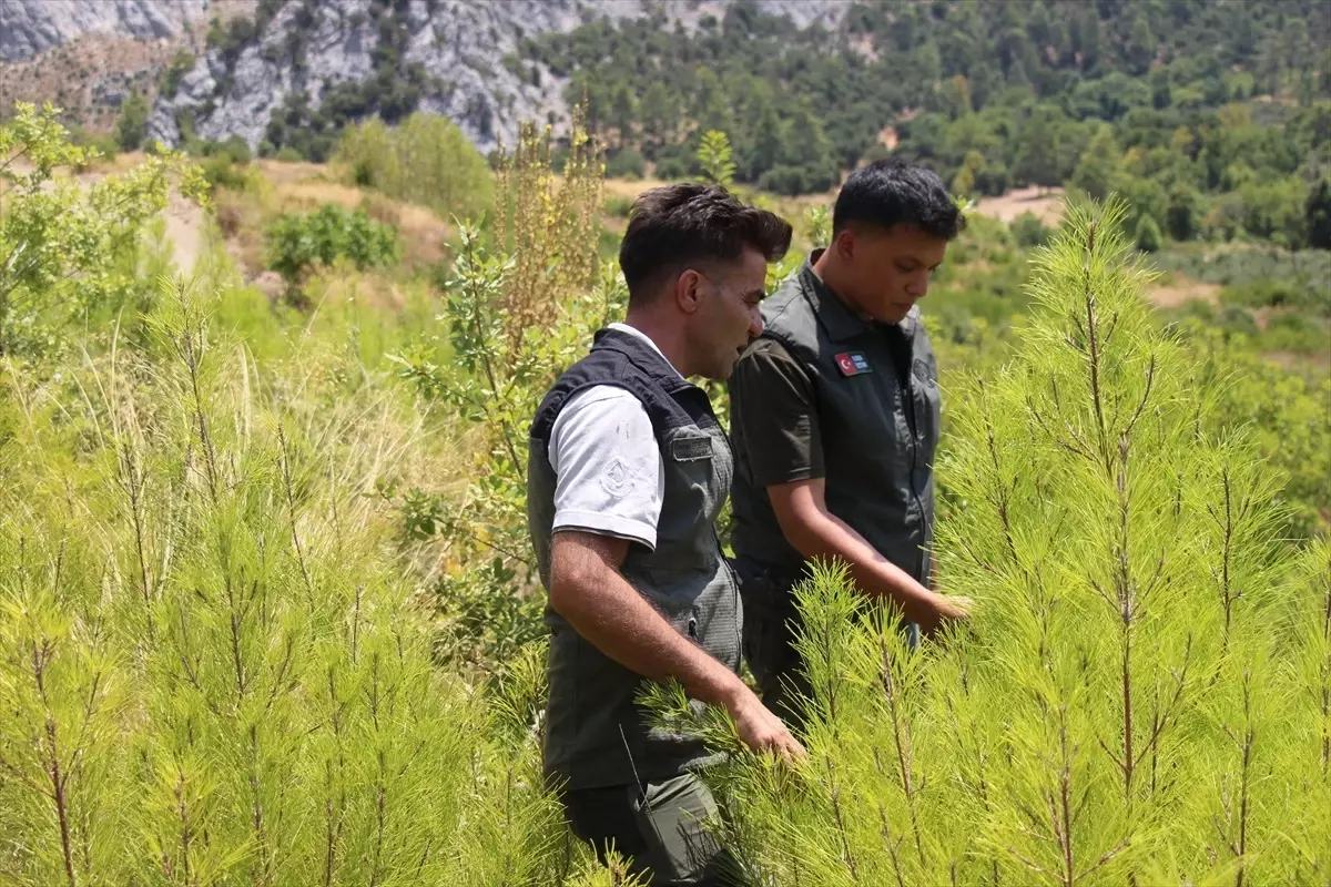 Isparta'da Yangın Sonrası Ormanlar Yeniden Yeşeriyor