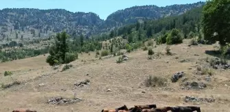 Kuraklık Yılkı Atlarını Köylere İndiriyor