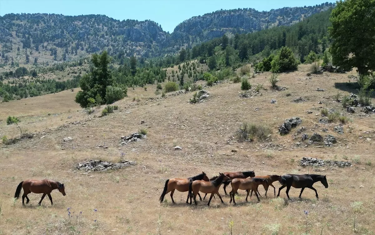 Kuraklık Yılkı Atlarını Köylere İndiriyor