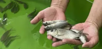 Eğirdir Gölü için 300 Bin Sazan Yavrusu Yetiştirildi