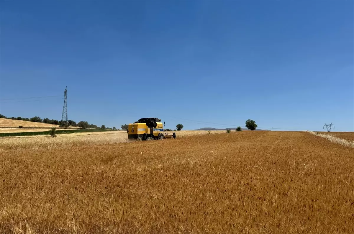 Isparta'da Hububat Hasadı Başladı
