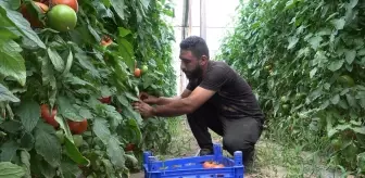 Isparta'da Domates Üretimi Artıyor, İhracat Hedefleniyor