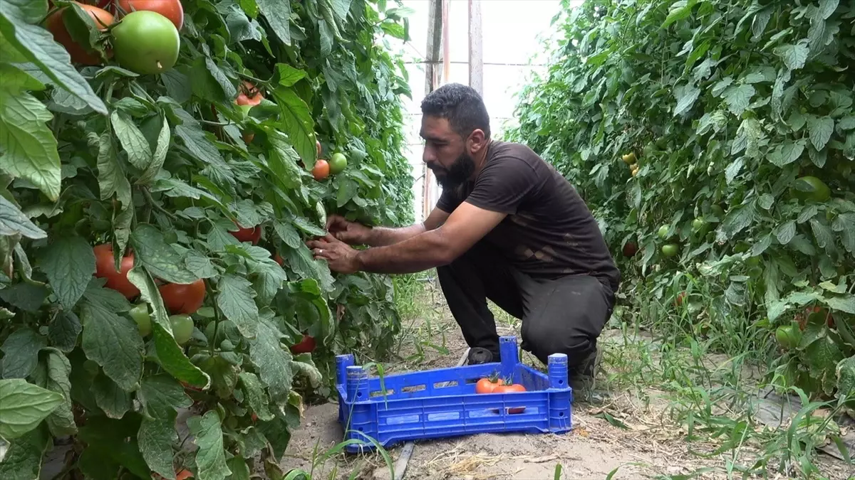 Isparta'da Domates Üretimi Artıyor, İhracat Hedefleniyor