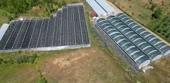 Isparta'da Ahududu Hasadı Artıyor