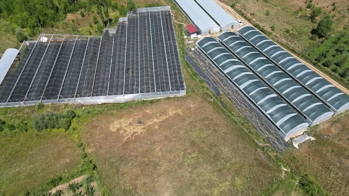 Isparta'da Ahududu Hasadı Artıyor