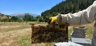 Isparta'da Konargöçer Arıcılar Bal Hasadına Hazırlanıyor