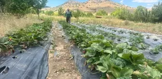 Isparta Aksu'da Çilek Hasadı Başladı