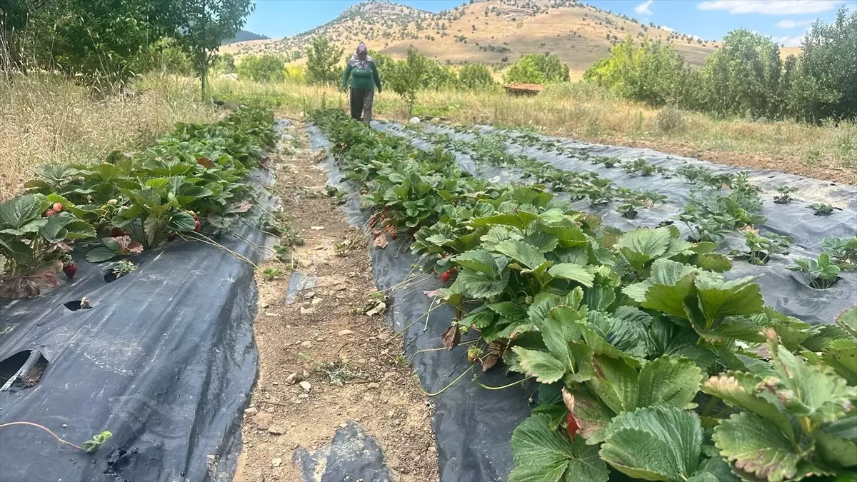 Isparta Aksu'da Çilek Hasadı Başladı