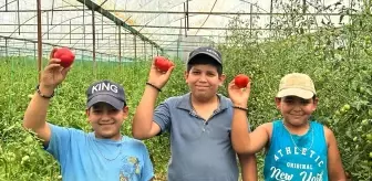 Isparta Yaylalarında Örtü Altı Domates Hasadı Başladı
