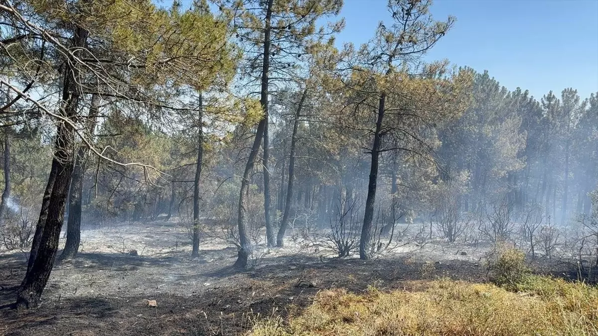 Aydos Ormanı'nda Yangın: Ekipler Hızla Müdahale Etti