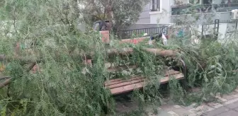 Ödemiş'te Şiddetli Rüzgar Ağaç Devrildi, İki Kadın Yaralandı