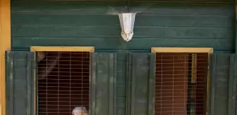 İzmir'deki Köpek Oteli Yurt Dışından da İlgi Görüyor
