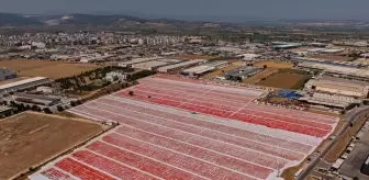 Torbalı'da Kuru Domates Üretim Sezonu Başladı