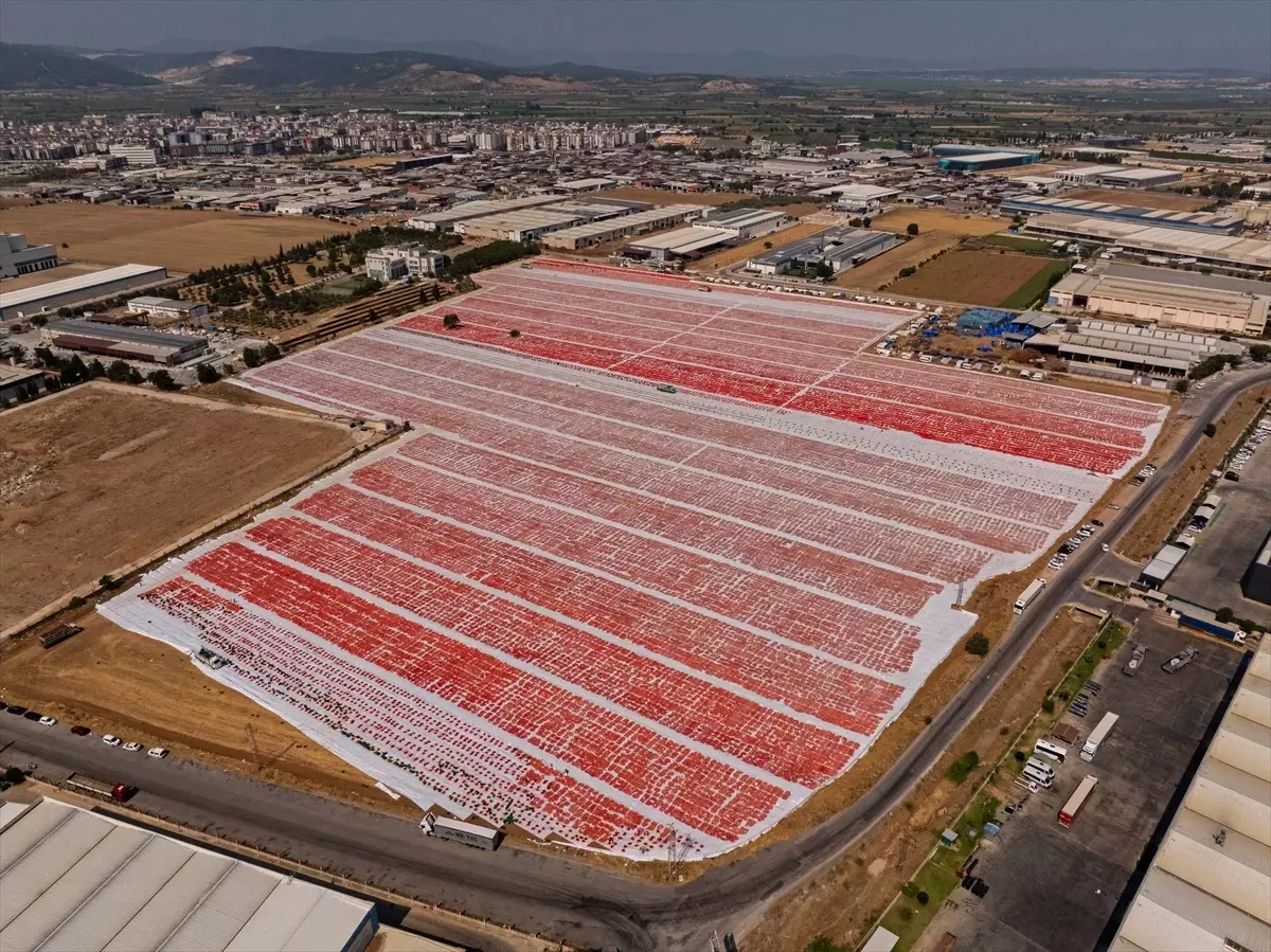 Torbalı'da Kuru Domates Üretim Sezonu Başladı