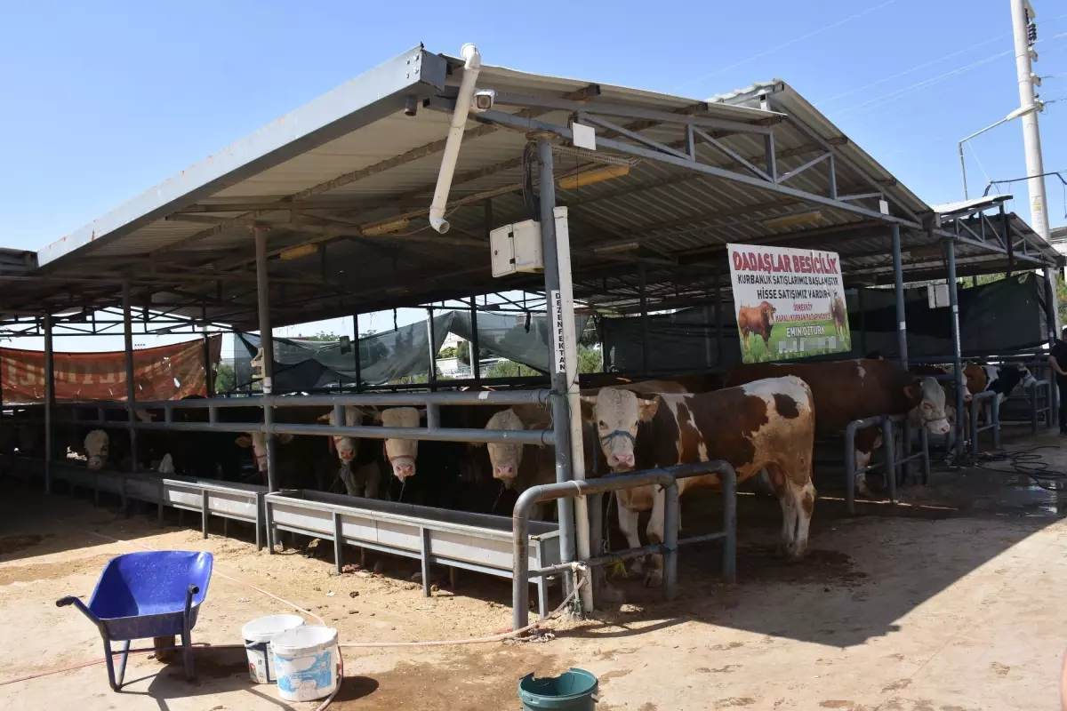 İzmir'de Kurban Pazarları Hareketlilik Kazandı