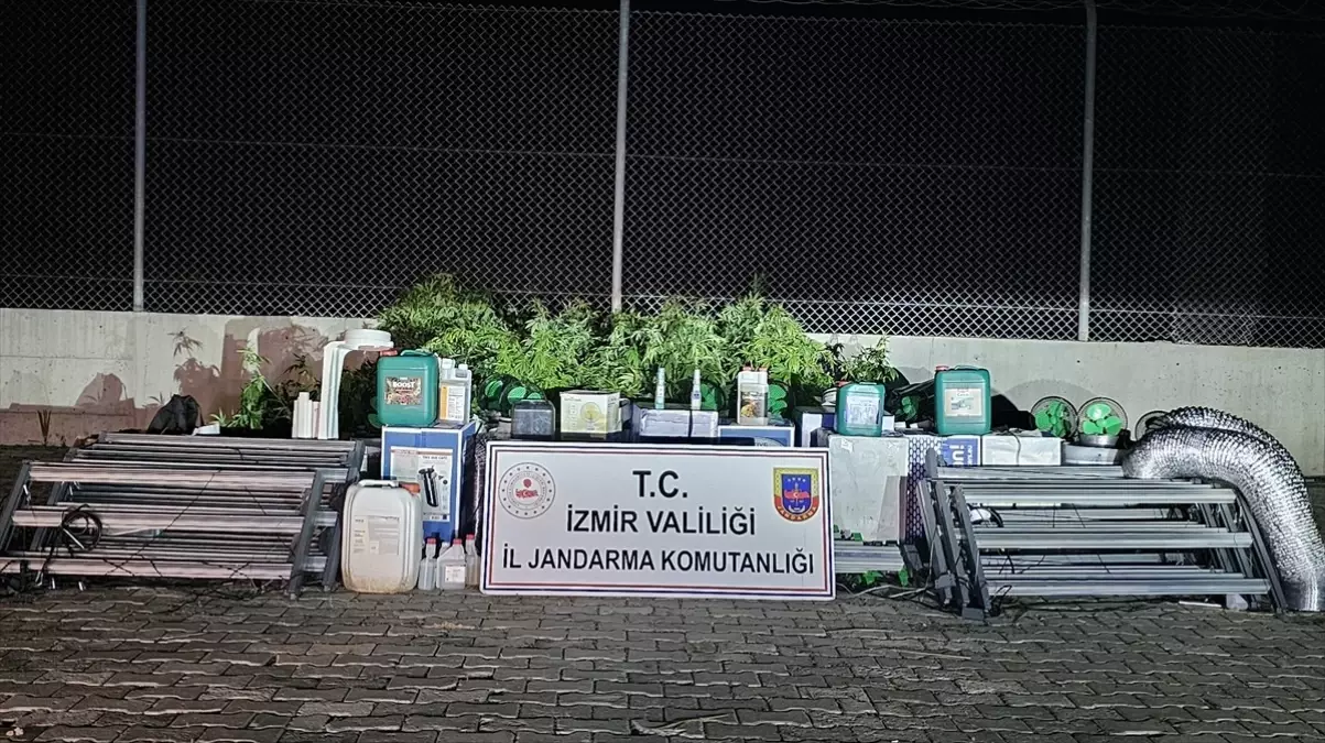 Seferihisar'da Uyuşturucu Operasyonu: 183 Kök Skunk Ele Geçirildi