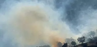 İzmir'in Bayındır İlçesinde Zeytinlikte Yangın Kontrol Altına Alındı