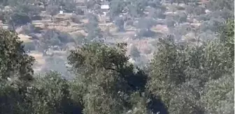 Bayındır'daki Zeytinlik Alanda Yangın Söndürüldü