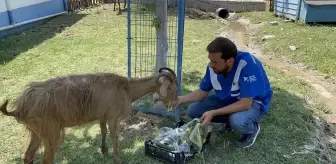 Orman Yangınlarından Etkilenen Hayvanlar Bursa'da Tedavi Ediliyor