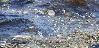 İzmir Körfezi'nde Balık Ölümleri Devam Ediyor