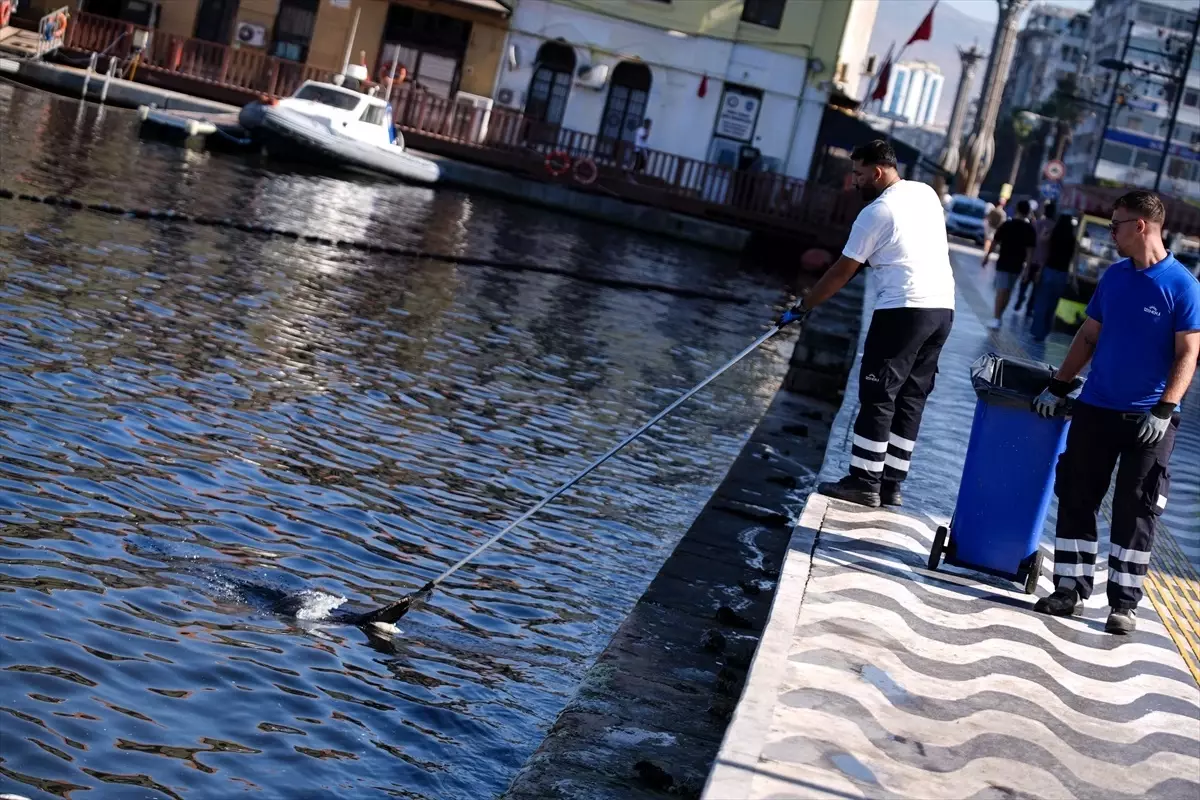 İzmir Körfezi'nde Balık Ölümleri Devam Ediyor