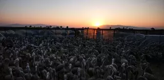 İzmir Kuş Cenneti'nde Flamingo Yavrularına Halkalama İşlemi Yapıldı