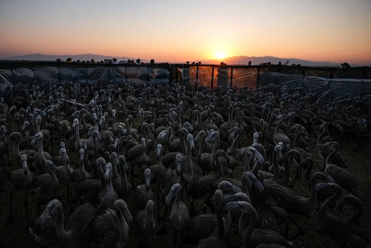 İzmir Kuş Cenneti'nde Flamingo Yavrularına Halkalama İşlemi Yapıldı