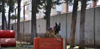 Jandarma'nın Hassas Burunlu Köpekleri Osmaniye'de Güvenliği Sağlıyor