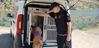 Diyarbakır'ın Kahraman Kadavra Arama Köpeği Pusat
