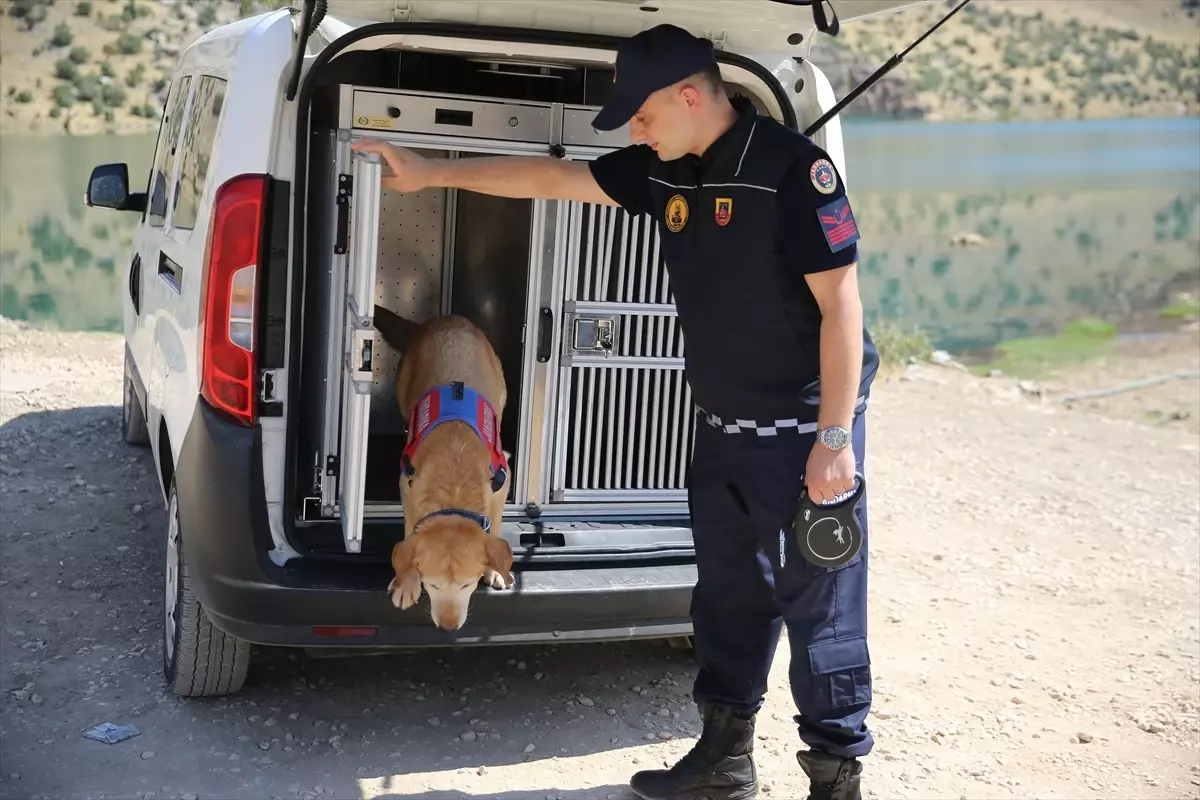 Diyarbakır'ın Kahraman Kadavra Arama Köpeği Pusat