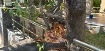 Kadıköy'de Devrilen Ağaç Hafif Ticari Araca Zarar Verdi