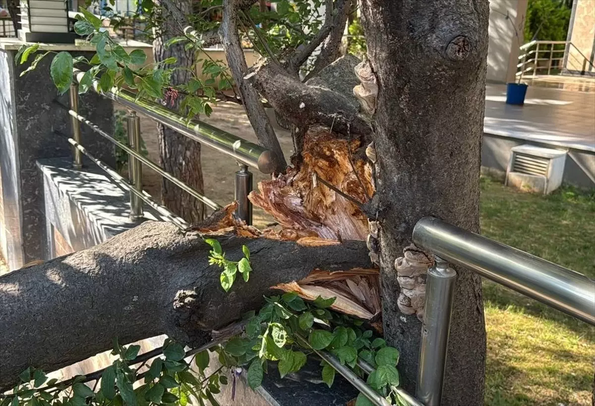 Kadıköy'de Devrilen Ağaç Hafif Ticari Araca Zarar Verdi