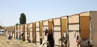 Malazgirt Zaferi'nin 954. Yılında Kadın Okçular Etkileyici Performans Sergiledi
