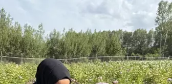 Kadın Girişimci Şakayık Üretimine Başladı