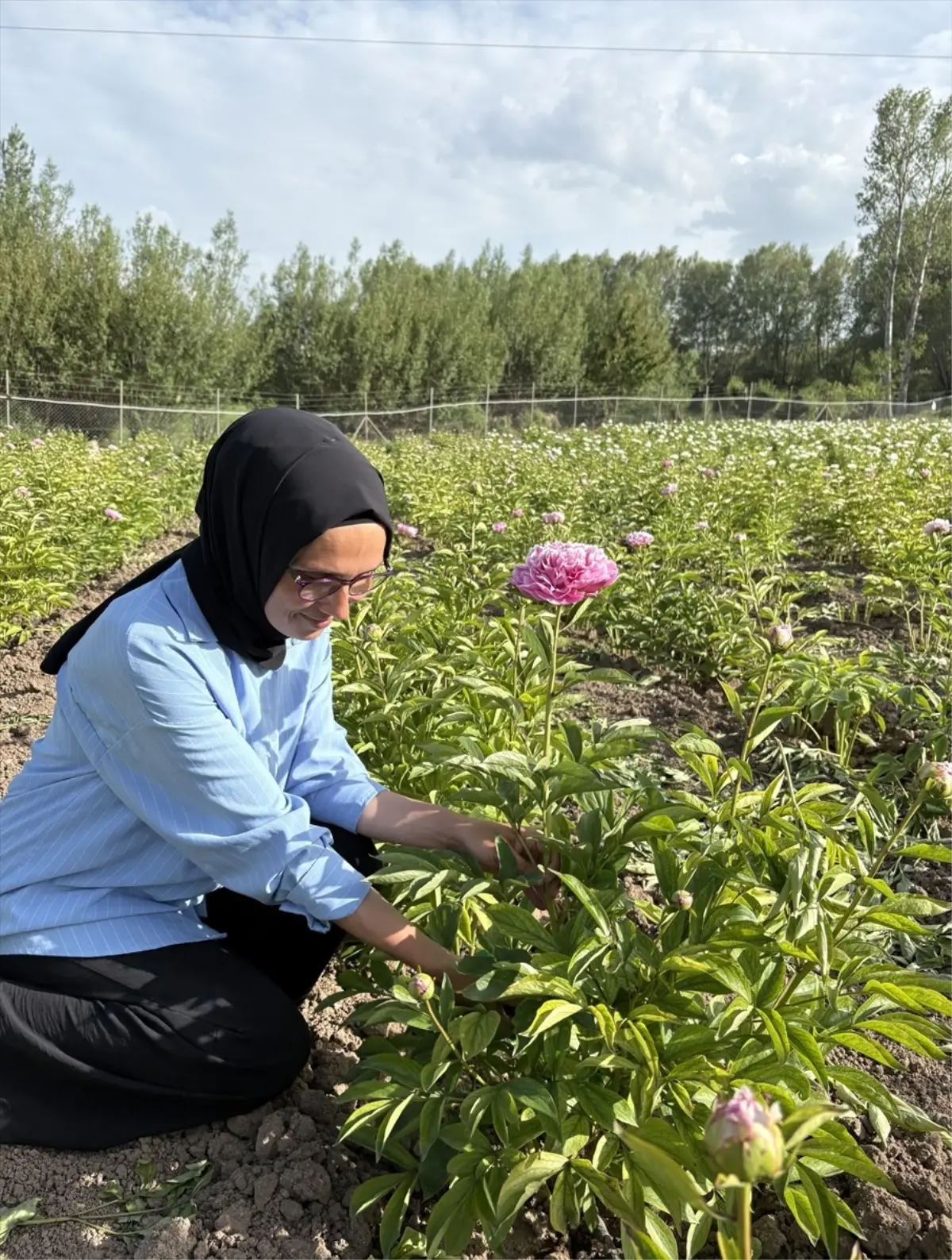 Kadın Girişimci Şakayık Üretimine Başladı
