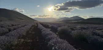 Kadınlar, Afşin'in Lavanta Tarlasını Devralarak Ekonomik Kalkınma Sağlıyor