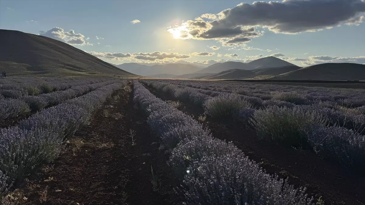 Kadınlar, Afşin'in Lavanta Tarlasını Devralarak Ekonomik Kalkınma Sağlıyor