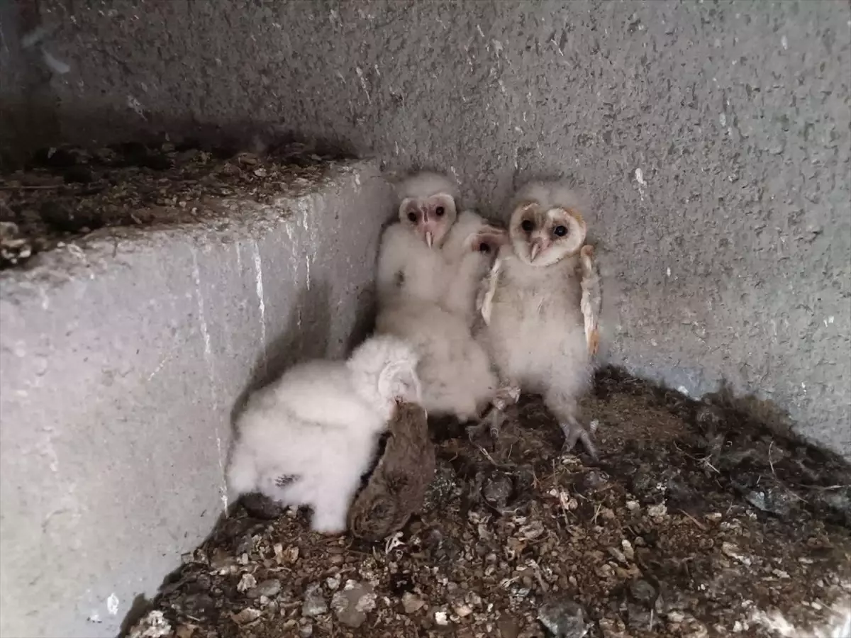 Dulkadiroğlu'nda Düşen Baykuş Yavrusu Yeniden Yuvasına Konuldu