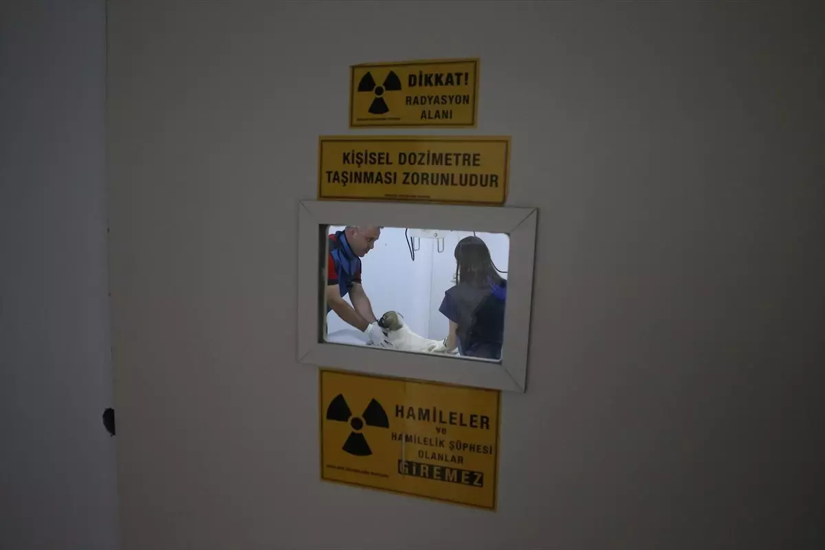 Kahramanmaraş'taki Bakımevinde 2.329 Sokak Hayvanı Tedavi Edildi