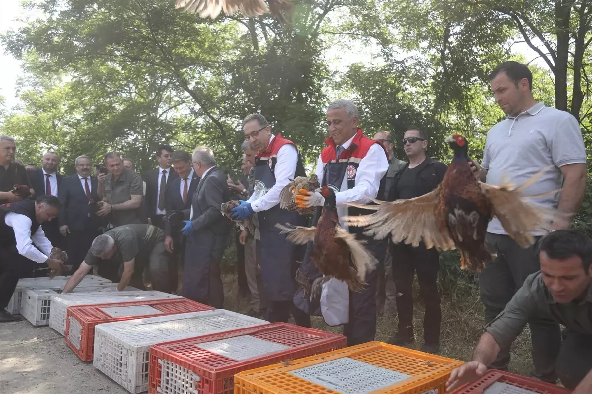 Karadeniz'de Kahverengi Kokarca ile Mücadele için Doğaya Samuray Arıcıları ve Sülünler Bırakıldı