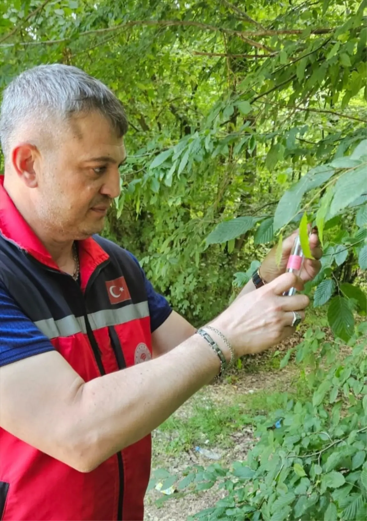Kandıra'da Kahverengi Kokarcaya Karşı 5 Bin Samuray Arısı Doğaya Salındı